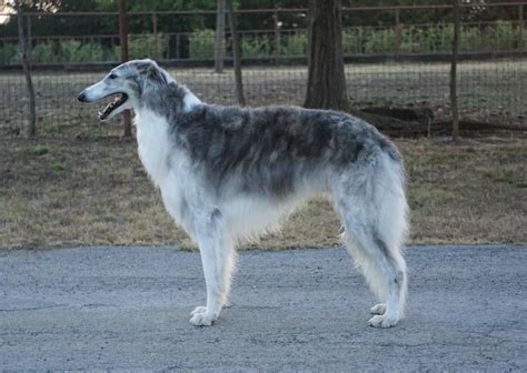 These 15 Borzoi Colors Are The Next In Fashion