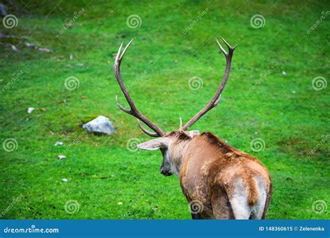 Portr T Des Starken Erwachsenen Rotwildhirsches In Autumn Fall Wald