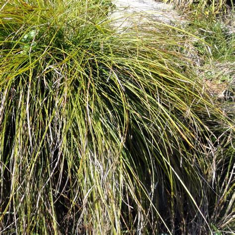 Carex Humilis