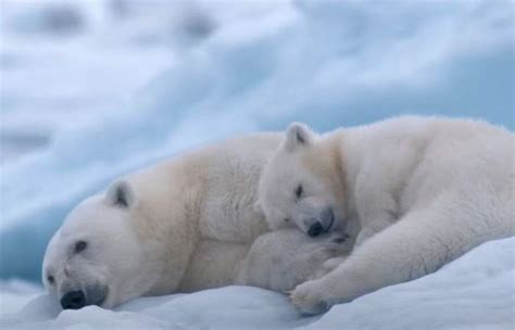 Osa Polar El Conmovedor Documental Que Muestra Una Grave Realidad