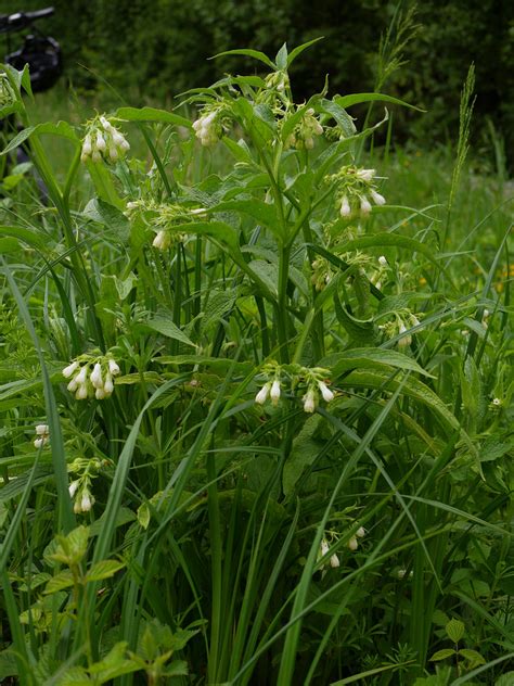 Echter Beinwell Echte Wallwurz Symphytum Officinale L Flickr