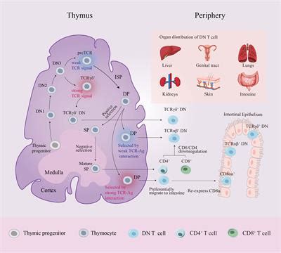 Frontiers CD3 CD4 CD8 Double Negative T Cells In Inflammation