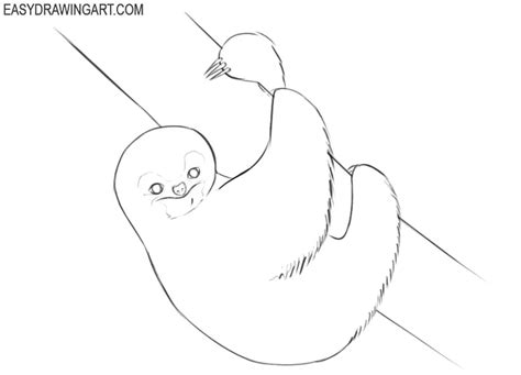 How To Draw A Sloth Easy Drawing Art