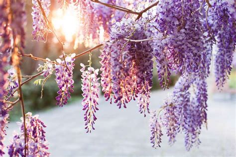 Wisteria Flower Meaning: 5 Important Interpretations - Petals And Hedges