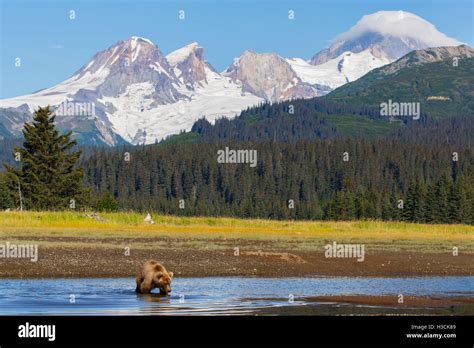 Brown Grizzly Bear With Mount Iliamna Volcano Lake Clark National