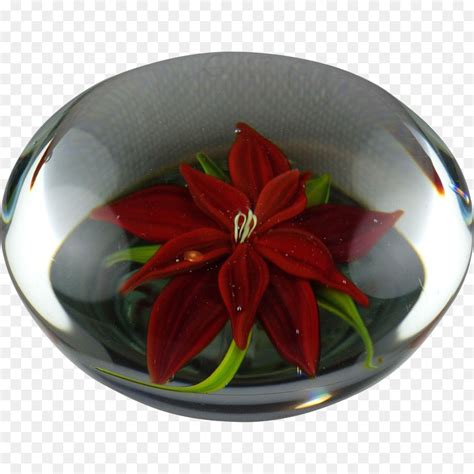 Peso De Papel Poinsettia Flor Png Transparente Gr Tis