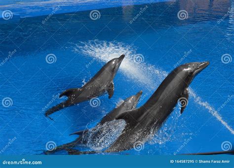 Dolphin Show in Ushaka Marine World Durban Stock Image - Image of ...