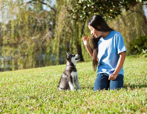 Springer Spaniel Puppy Training Tips