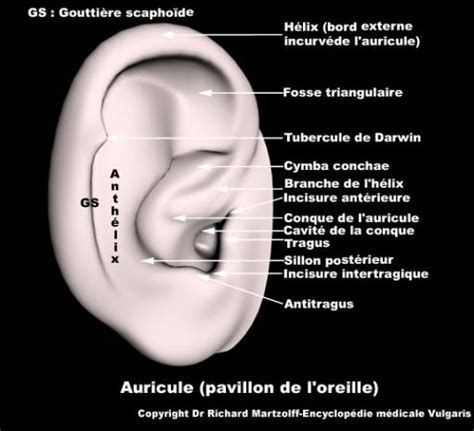 Tragien prétragienne Vulgaris Médical