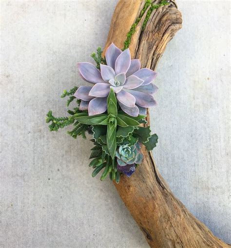 Driftwood Succulent Arrangements By Infinite Succulent Beautiful