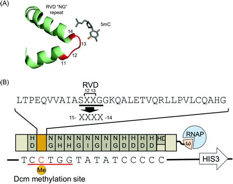 Plasmids Methylation And Restriction Enzymes Off