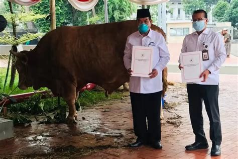 Presiden Jokowi Beri Sapi Kurban Ke Setiap Provinsi Di Indonesia Pada