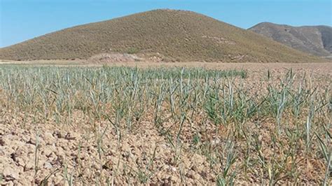 Un Alivio Para El Regadío Y Un Salvavidas Para El Secano Las Lluvias