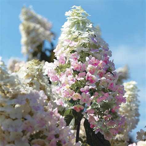 Pink Diamond Hydrangea Tree Ubicaciondepersonas Cdmx Gob Mx