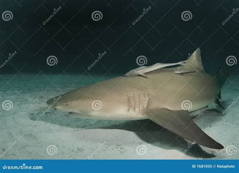 Lemon Shark Bahamas Royalty-Free Stock Photo | CartoonDealer.com #113993235