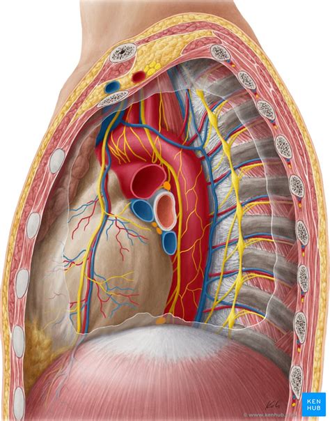 Herz Anatomie Aufbau Funktion Vorh Fe Und Ventrikel Kenhub