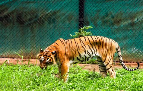 722 Tiger Eating Grass Stock Photos - Free & Royalty-Free Stock Photos ...