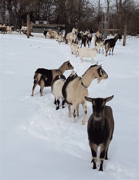 Alpine Goat ~ Milk, Meat, and More for Your Homestead