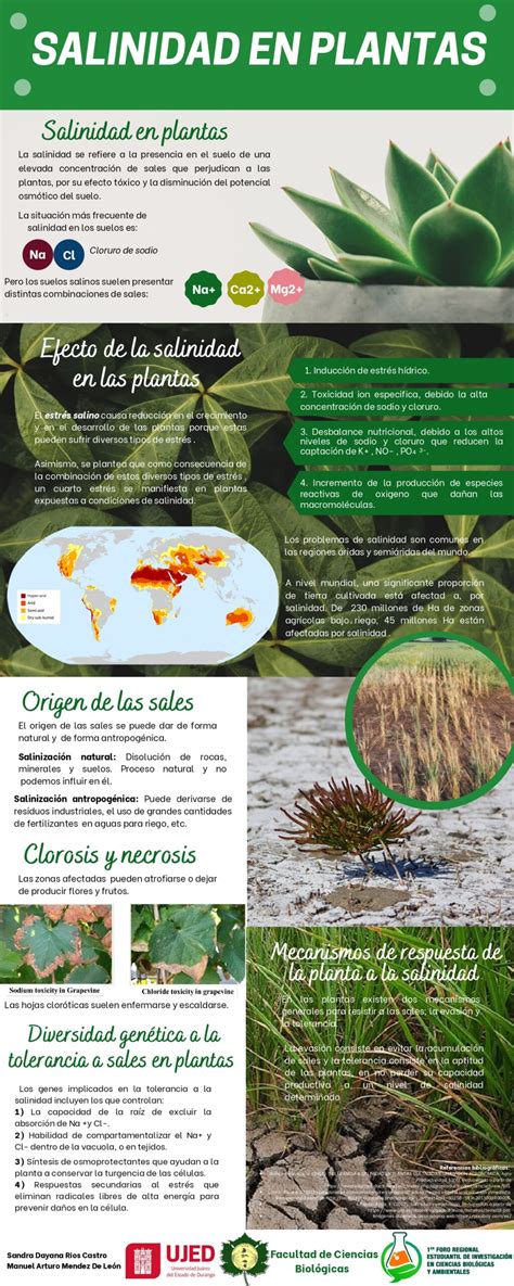 Impacto De La Salinidad En Plantas Freicba