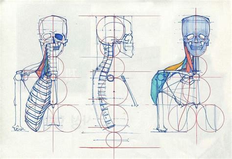 Pin By Pisacuello Armando On Antropometria Mia Anatomy Drawing