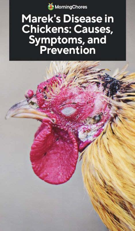 Marek's Disease in Chickens: Causes, Symptoms, and Prevention - Pickity - Beauty, Food, Home ...