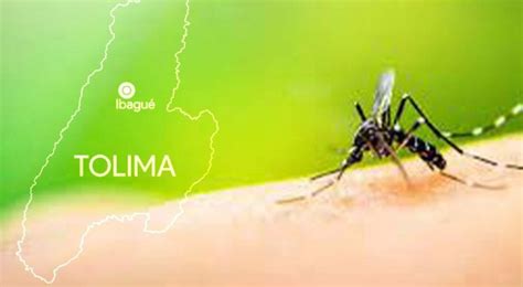 El Tolima Segundo Departamento Con M S Dengue Ibagu Con El Mayor