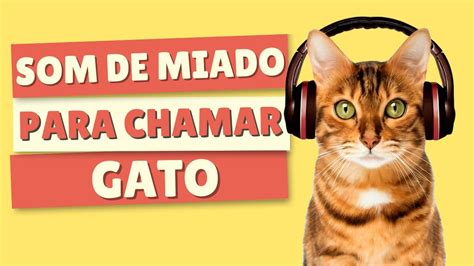 SOM Para ATRAIR GATOS Miado De Gato Chamando Outro YouTube