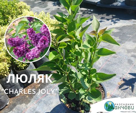 3 вида Люляк, които да засадите сега - Разсадник Манчеви