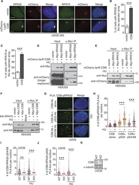 Figure 1 From CSB And SMARCAL1 Compete For RPA32 At Stalled Forks And