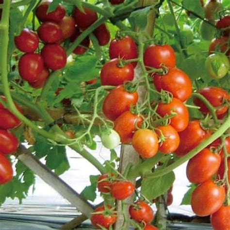 Benih Biji Bibit Tomat Unggul Sayur Sayuran Loka Tomato Seeds Isi 15