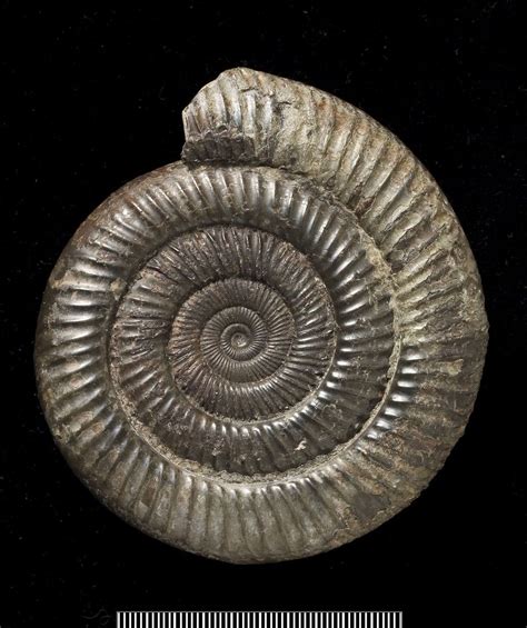 Early Jurassic Ammonite Dactylioceras From North Yorkshire England