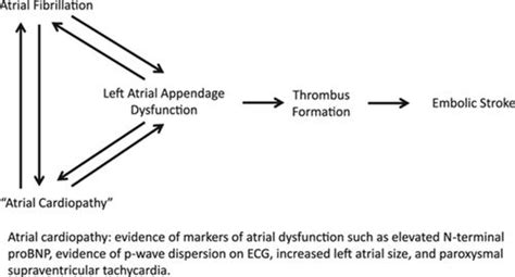 Left Atrial Appendage Function And Stroke Risk Stroke