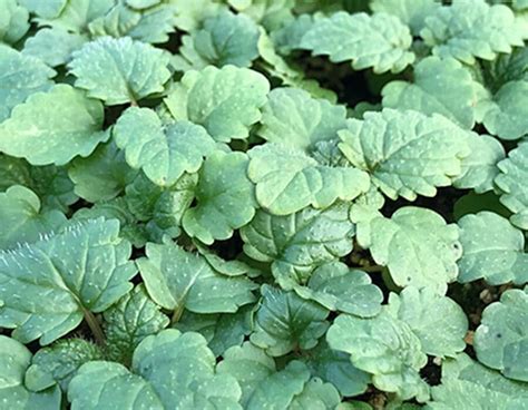 Lemon Balm Micro Cress Nurtured In Norfolk