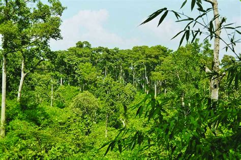 Tropical Wet Evergreen And Semi Evergreen Forests In The Study Area