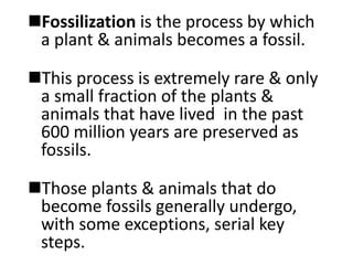 Fossilization Ppt