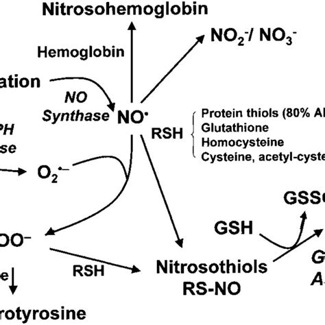 Schematic Metabolic Pathways Of Nitric Oxide No Nitric Oxide Onoo À