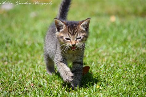 обои : Старый, Синий, Деревьями, Коты, детка, 6, Коричневый, Черный ...