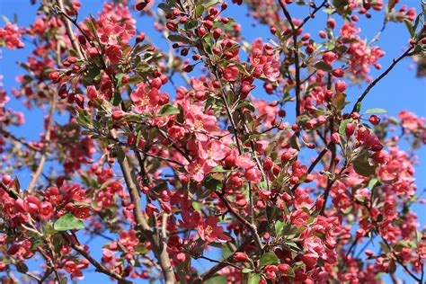 Amazon.com : American Crabapple Fruit Tree : Patio, Lawn & Garden