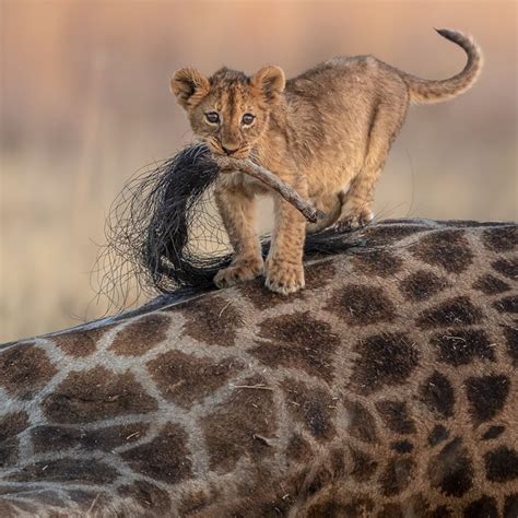 Top 95 Imagen Divulgacion Cientifica De Los Leones Abzlocal Mx