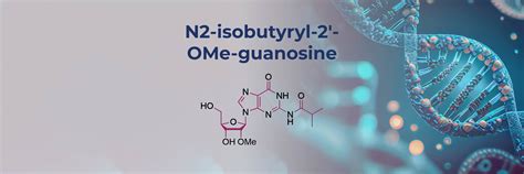 In Focus N Isobutyryl Ome Guanosine Exsyn