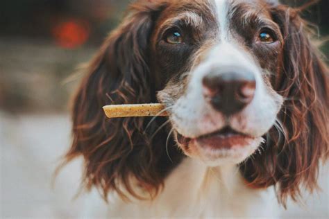 Hund Richtig Belohnen Archive Fiffi Und Struppi