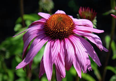 Prairie Splendor Photograph By Rose Guinther Pixels