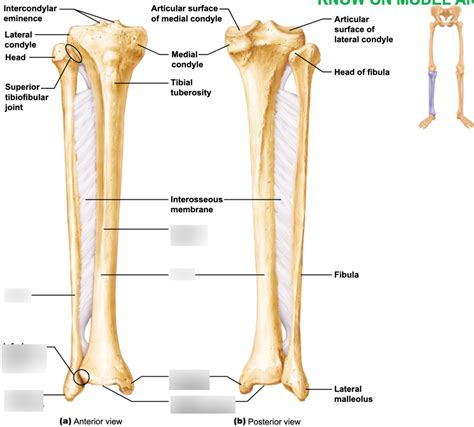 Lateral Right Leg Pt Diagram Quizlet