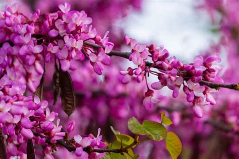 The Judas Tree and its Spectacular Blooms