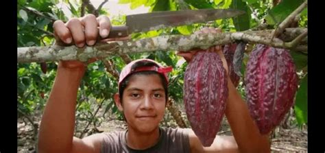 National Geographic Destacó A Ecuador Como Un Gran Productor De Cacao Revista La Verdad