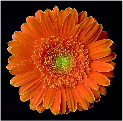 Pin By Ajay Kulkarni On April In Gerber Daisies Beautiful