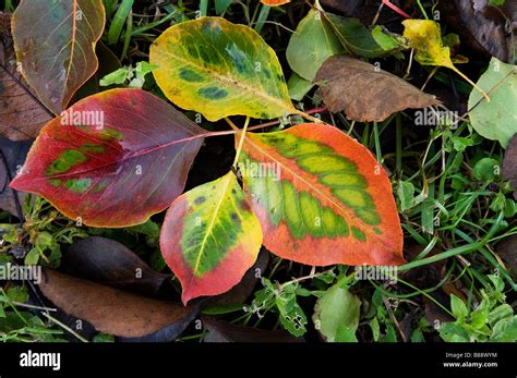 Fall Leaves From A Bradford Pear Tree On Ground At Kanapaha Botanical