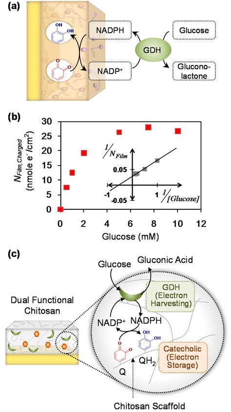 A Glucose Dehydrogenase Gdh Catalyzed Redox Cycling To Charge The Download Scientific