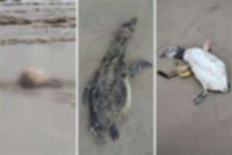 Mais de 440 pinguins são encontrados mortos em praias do litoral de SP