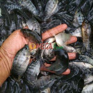 Jual Bibit Ikan Benih Ikan Murah Berkualitas Telur Ikan